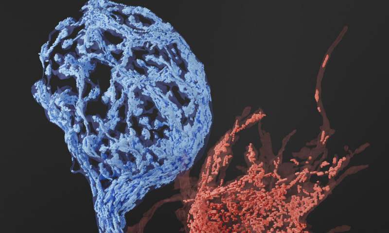 Uncovering the presynaptic distribution and profile of mitochondria