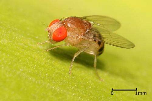 Researchers solve puzzle about link between genetic mutations, mating in fruit flies