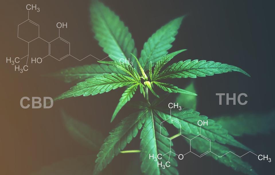 CBD Doesn’t Reduce THC Effects, Cannabis Study Finds