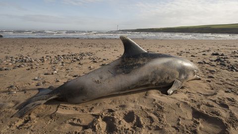 Dolphins show hallmarks of Alzheimer’s disease, new study suggests