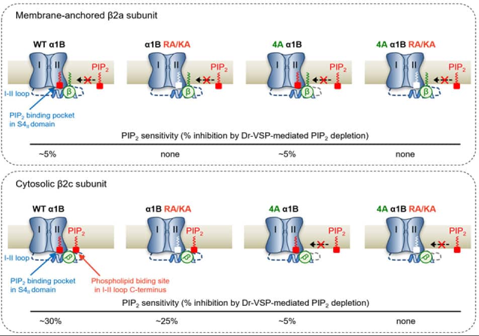 Scientists identified the regulation mechanism of calcium channels