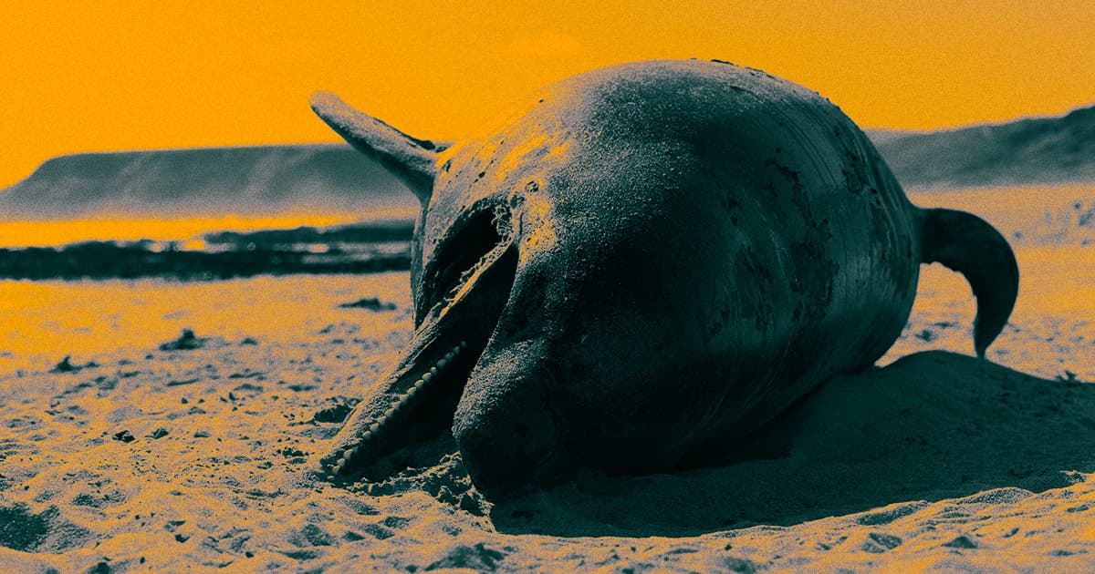 Scientists Have an Extremely Grim Theory About Stranded Dolphins