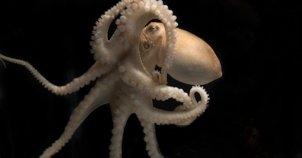 MicroRNAs: A New Clue About Octopus Intelligence?