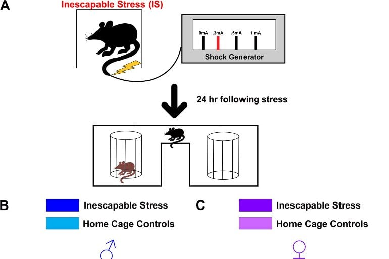 Key Brain Cells in Mice Underlying Stress-Related Behaviors Identified