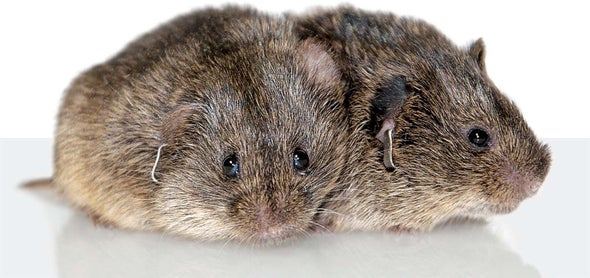 Monogamous Prairie Voles Reveal the Neurobiology of Love