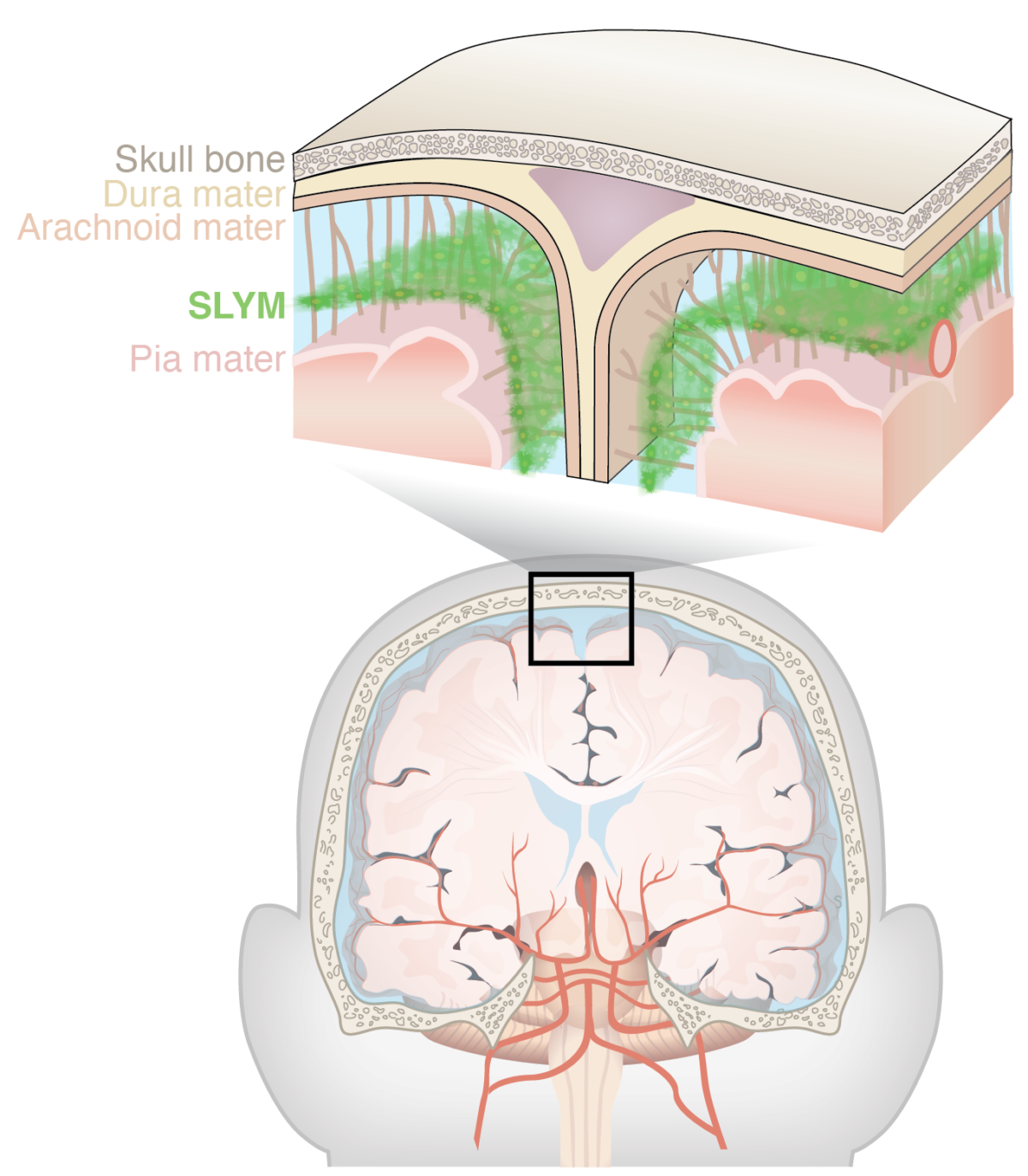 Newly Discovered Anatomy Shields and Monitors Brain