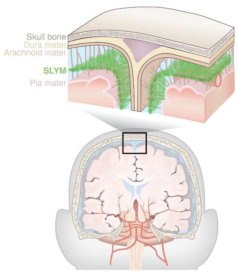 Newly Discovered Anatomy Shields and Monitors Brain