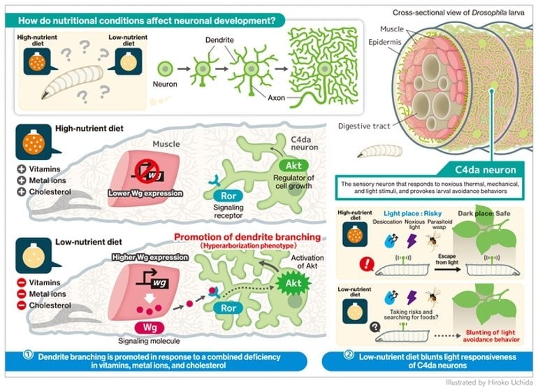 Fruit Flies Grow Brainy on a Poor Diet