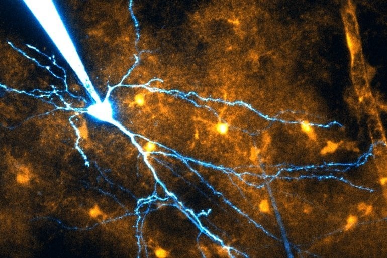 Glial Cells Help Memory Along