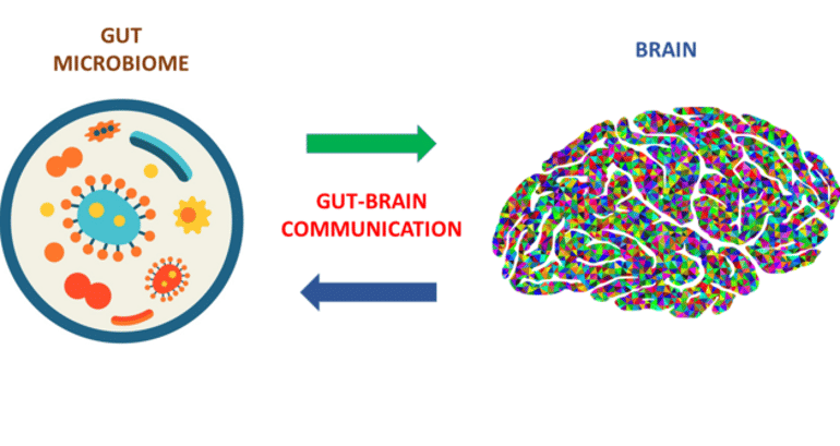 A Novel, Powerful Tool to Unveil the Communication Between Gut Microbes and the Brain