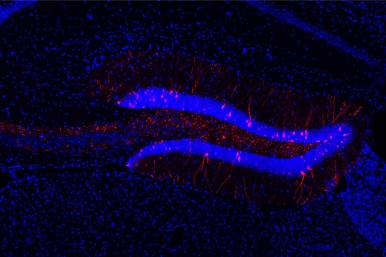 Human-Approved Medication Brings Back ‘Lost’ Memories in Mice