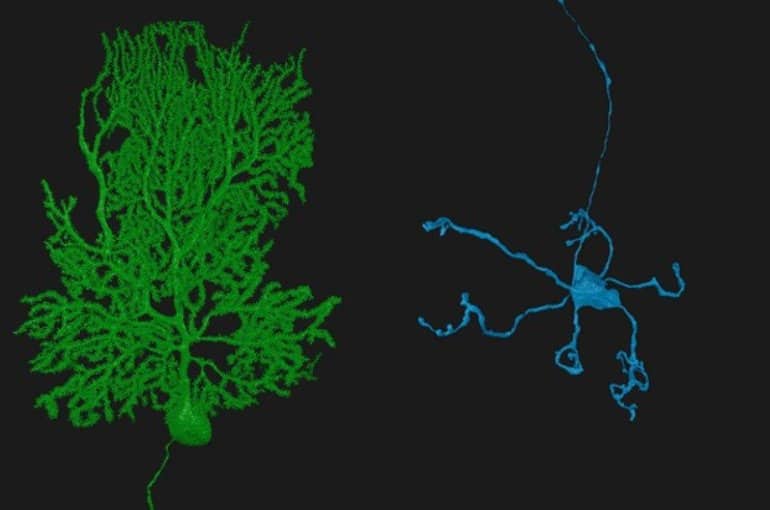 A New Field of Neuroscience Aims to Map Connections in the Brain