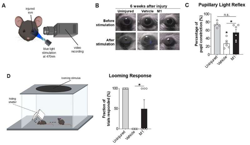 Neuroscientists identify a small molecule that restores visual function after optic nerve injury