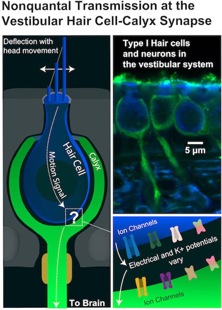 How a Unique, Fast Synapse Keeps Us From Falling