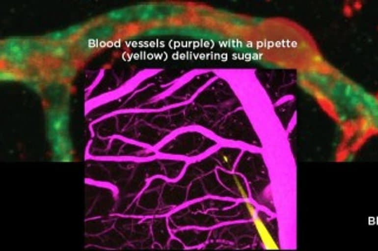 Special Vascular Cells Adjust Blood Flow in Brain Capillaries Based on Local Energy Needs