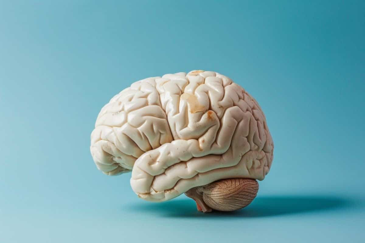 High BMI Shrinks White Matter in Brain