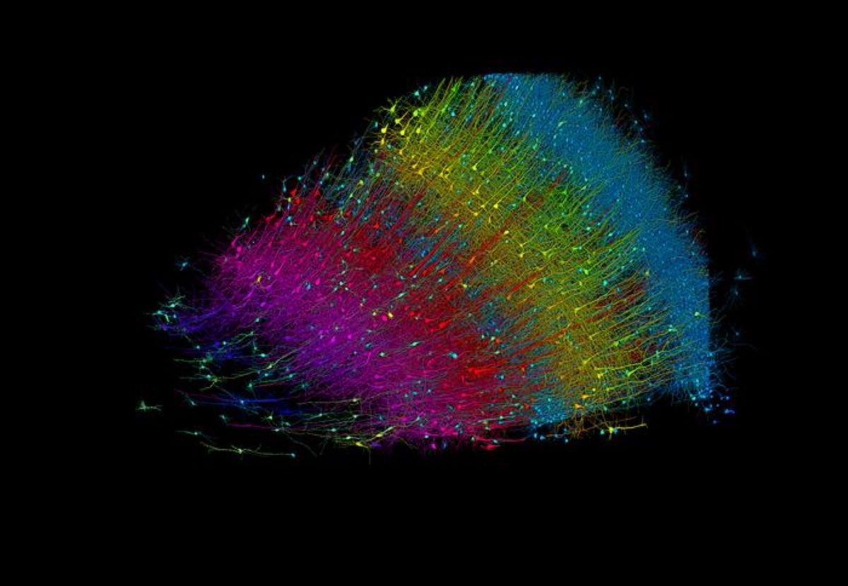 Microscopic Brain Tissue Map Reveals Vast Neural Networks