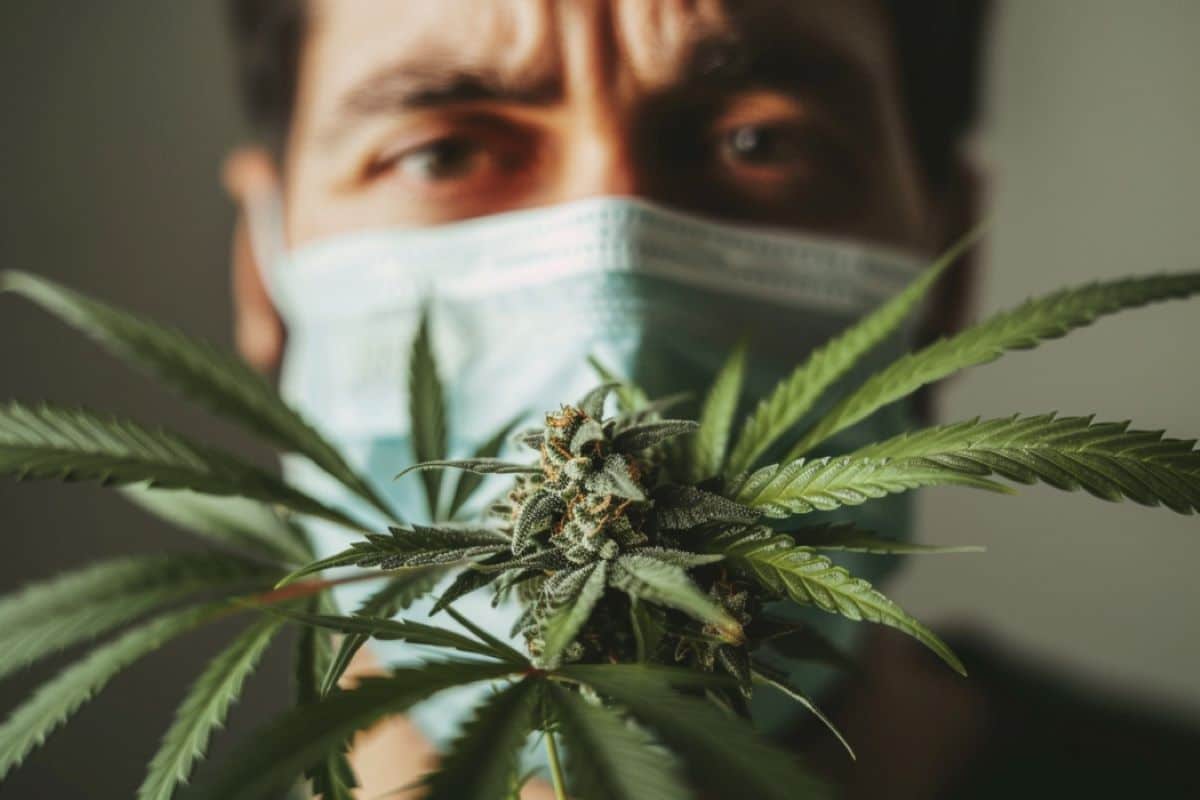 Cannabis Use Linked to Severe COVID-19