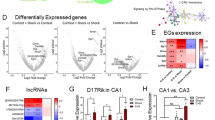 Higher-order interactions between hippocampal CA1 neurons are disrupted in amnestic mice