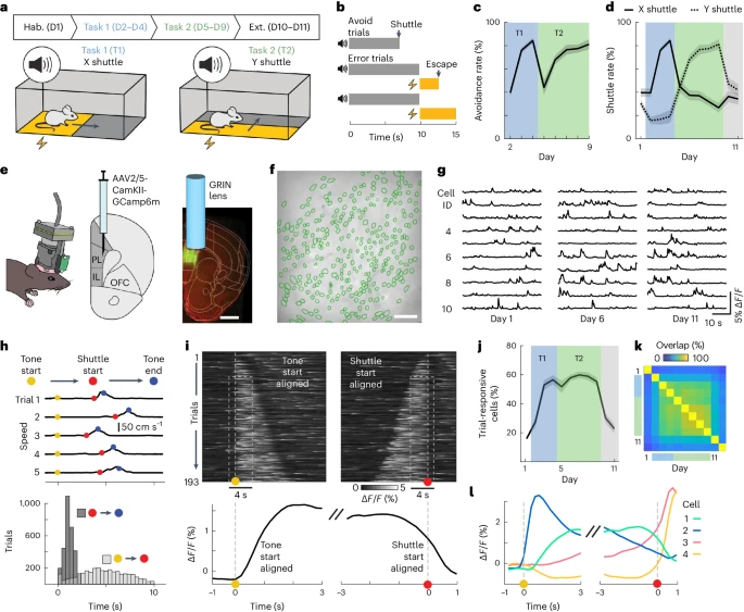 Population-level coding of avoidance learning in medial prefrontal cortex