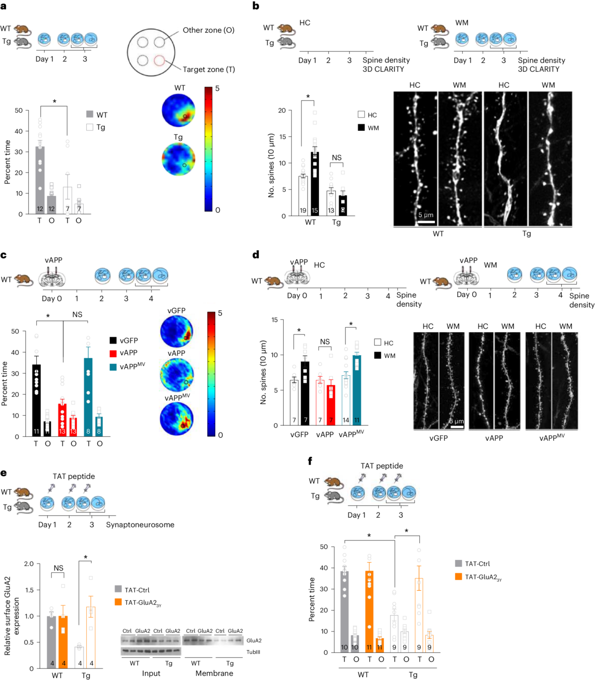 Higher-order interactions between hippocampal CA1 neurons are disrupted in amnestic mice