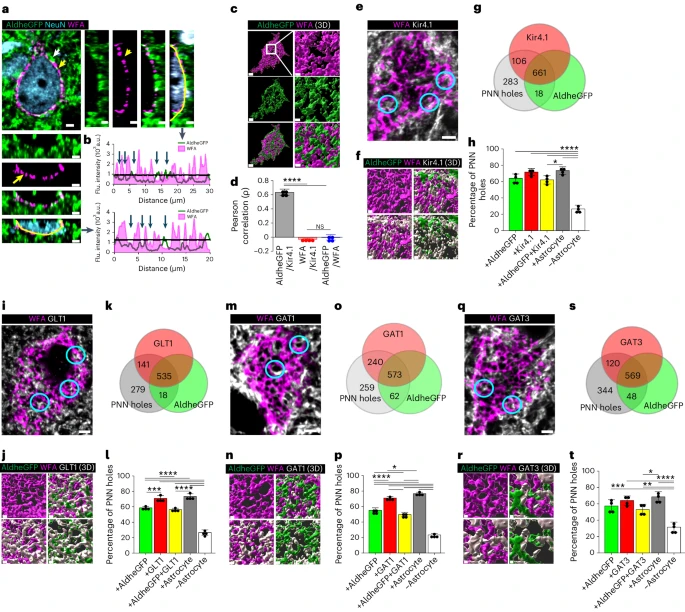 Astrocytes require perineuronal nets to maintain synaptic homeostasis in mice