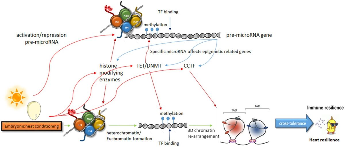 Embryonic manipulations shape life-long, heritable stress responses through complex epigenetic mechanisms: a review