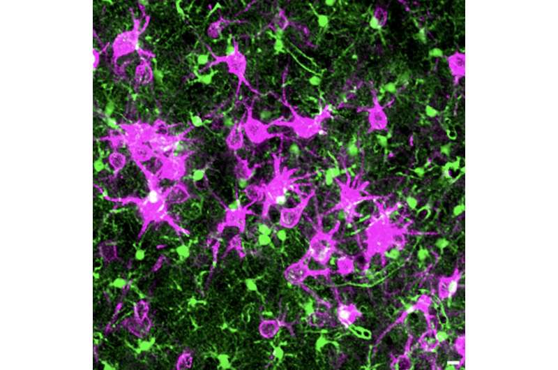 How astrocytes and perineuronal nets cooperate to sustain synaptic homeostasis