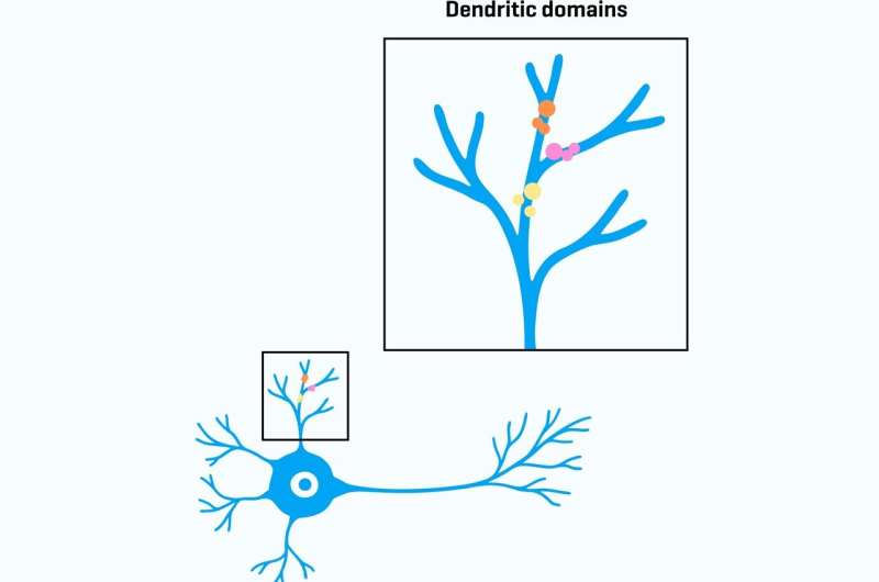 How developing neurons build ‘mini-computers’ for increased computational power