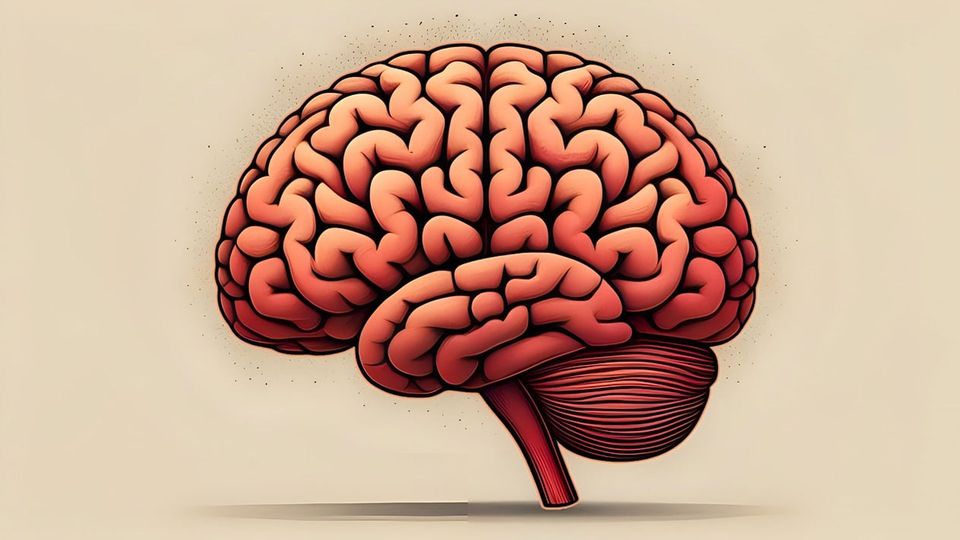 Is There a Universal Folding Pattern for the Mammalian Cerebral Cortex?