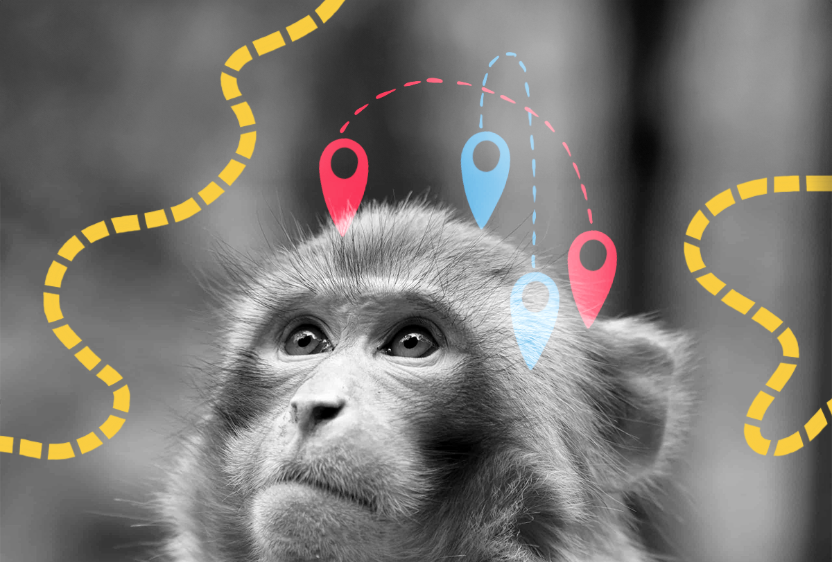 Monkeys build mental maps to navigate new tasks